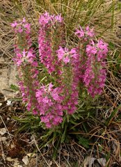 Pedicularis lanata