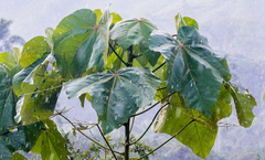 Heliocarpus americanus