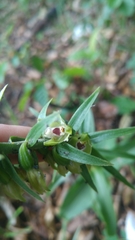 Epipactis