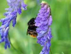 Bombus ruderarius