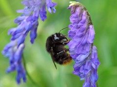 Bombus ruderarius