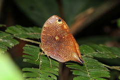 Bia actorion
