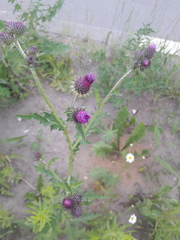 Carduus crispus