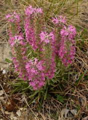 Pedicularis lanata