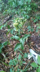 Epipactis