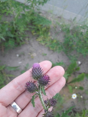 Carduus crispus