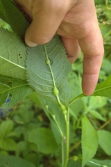 Neolasioptera vernoniae