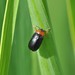 Smaragdina flavicollis - Photo (c) Andrei, some rights reserved (CC BY-NC), uploaded by Andrei