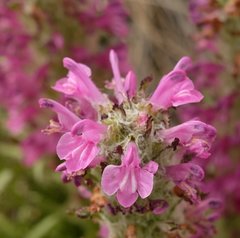 Pedicularis lanata