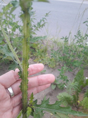 Carduus crispus