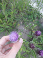 Carduus crispus