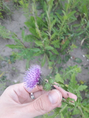 Carduus crispus