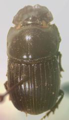 Copris lugubris