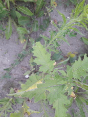 Carduus crispus