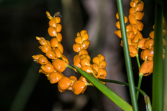 Stromanthe stromanthoides