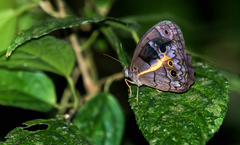 Posttaygetis penelea