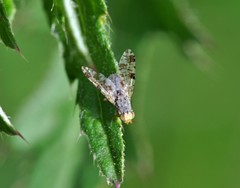 Tephritis hyoscyami