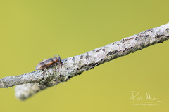 Exocentrus punctipennis