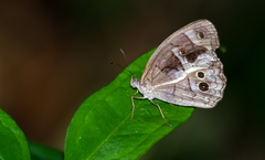 Posttaygetis penelea