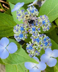 Hydrangea macrophylla normalis