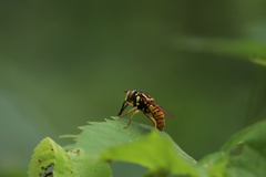Spilomyia alcimus