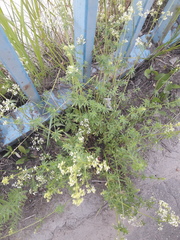 Galium mollugo
