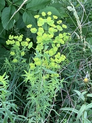 Euphorbia saratoi