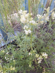 Galium mollugo