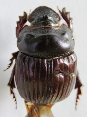Dichotomius annae