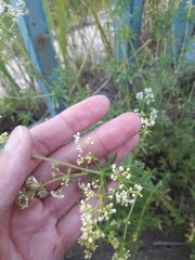 Galium mollugo