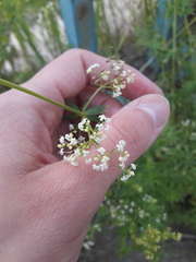 Galium mollugo