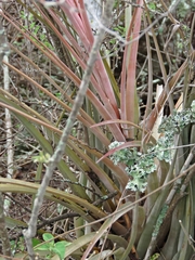 Tillandsia inopinata
