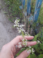 Galium mollugo