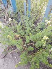 Galium mollugo