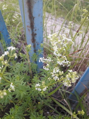 Galium mollugo