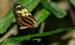 Mechanitis polymnia caucaensis