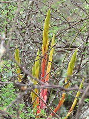 Tillandsia inopinata