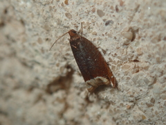 Ancylis selenana