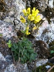 Draba howellii