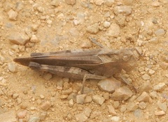 Arphia simplex