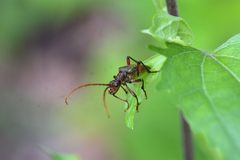 Stenocorus cylindricollis