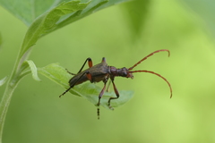 Stenocorus cylindricollis