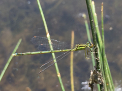 Enallagma antennatum