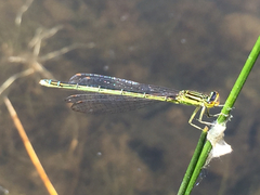 Enallagma antennatum