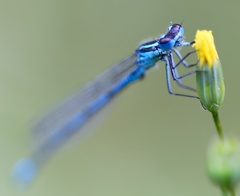 Coenagrion puella