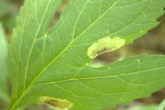 Calycomyza frickiana