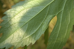 Calycomyza frickiana