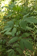 Calycomyza frickiana