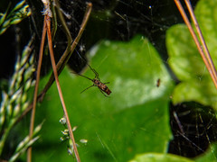 Neospintharus syriacus