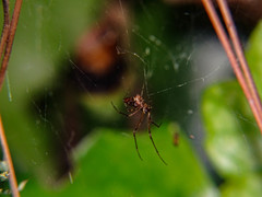 Neospintharus syriacus